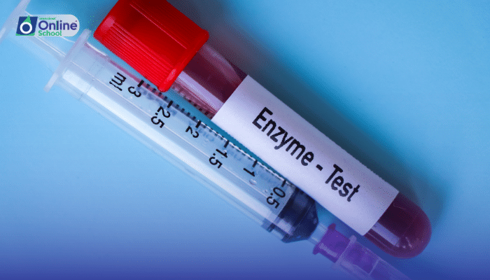 Lesson 01: Structure of Enzymes